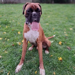Nelson: rehomed 2025