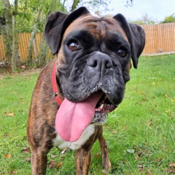 Rain: rehomed 2025