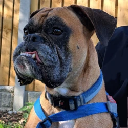 Samson