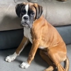 Woody: rehomed 2025