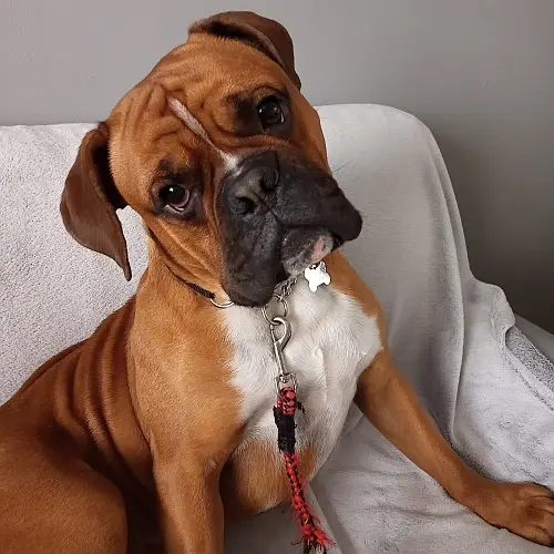 Why Do Boxers Have Underbites