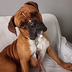 Buddy
