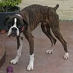 Diesel before being rehomed