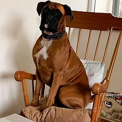 Hugo